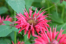 Bee-balm.JPG